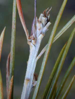 Small, oval brown buds on the deodar cedar branch. Small, oval brown buds on the deodar cedar branch.