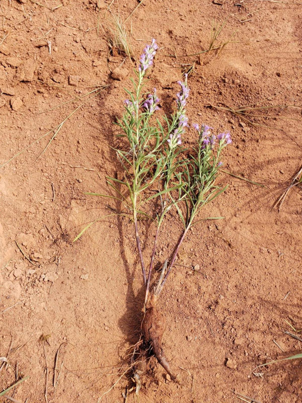 Multiple stems coming off of massive, elongated rootstock