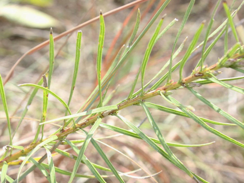 Thread-like leaves directly attached and covering stem
