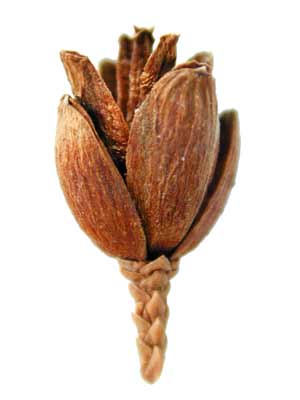 A small, light brown cone-like Eastern Arborvitae seed with several layers. A small, light brown cone-like Eastern Arborvitae seed with several layers.