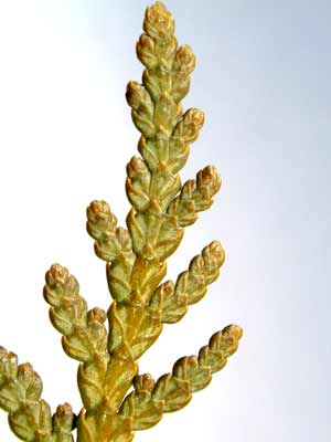 Scale-like greenish brown Eastern Arborvitae leaves in rows off the branch. Scale-like greenish brown Eastern Arborvitae leaves in rows off the branch.