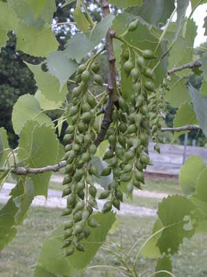 Clusters of small, round and green Eastern Cottonwood seeds.