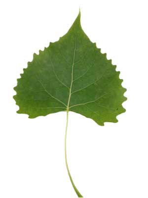 Eastern Cottonwood Leaf 