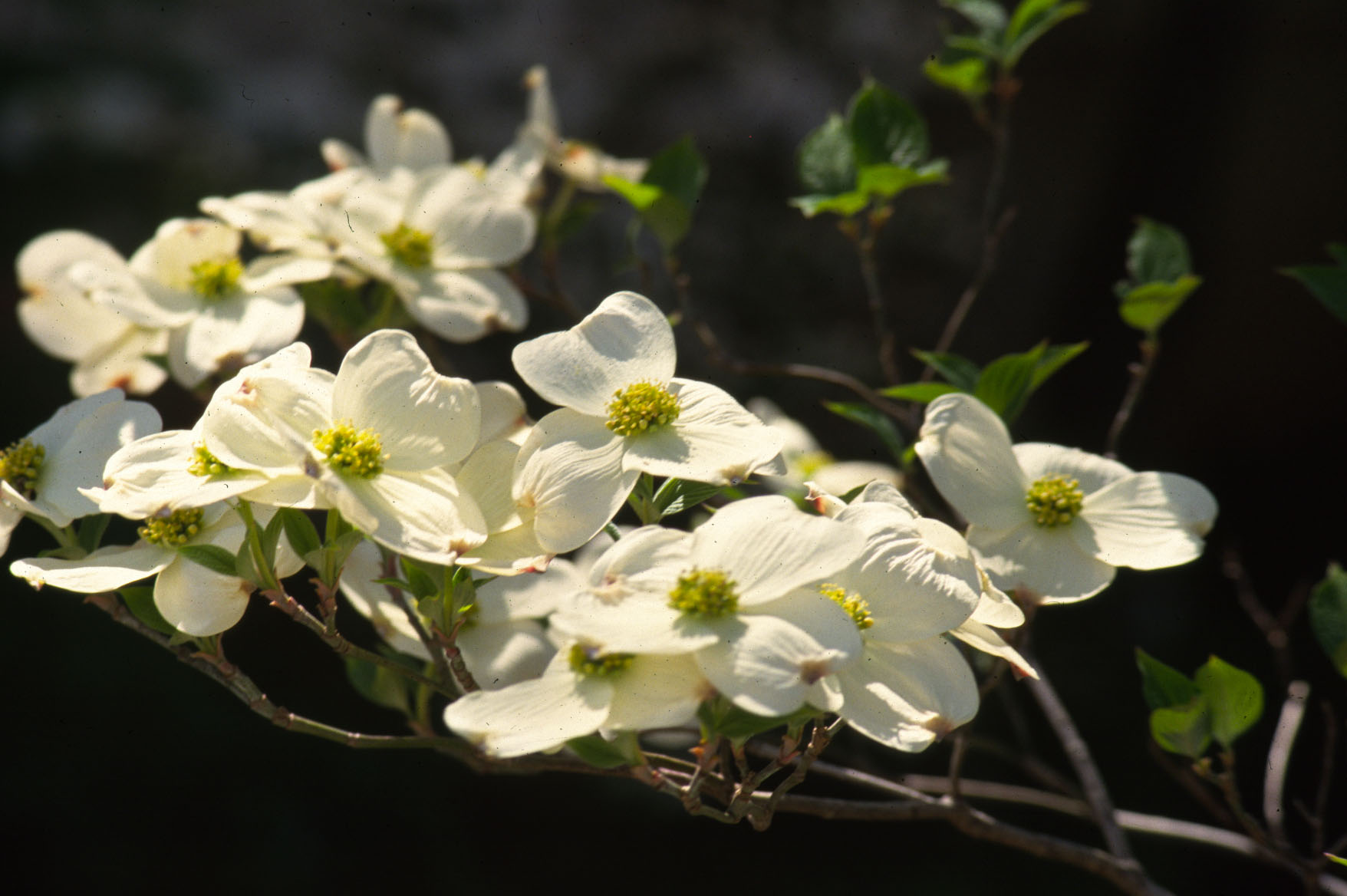 Showy Eastern Flowering Dogwood flowers with white petals and green centers.