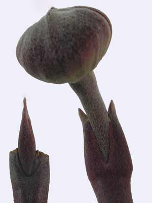 A small, pointed Eastern Flowering Dogwood leaf bud on the left and a large, round flower bud on the right.