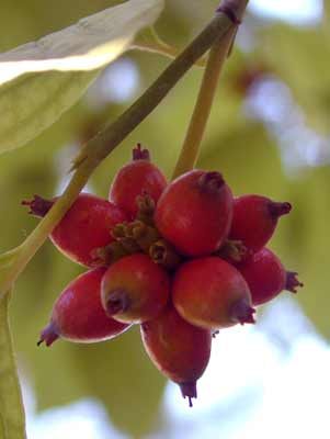 A cluster of red Eastern Flowering Dogwood berries hanging off a branch.