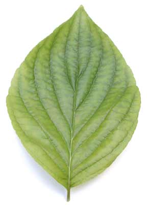 A broad, flat and green Eastern Flowering Dogwood leaf.