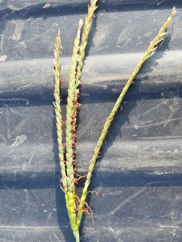 1-4 branches at tip of stem