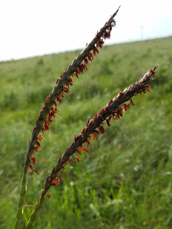 Hard cylindrical, persistent, female spikelets below; male spikelets above (2 per node)