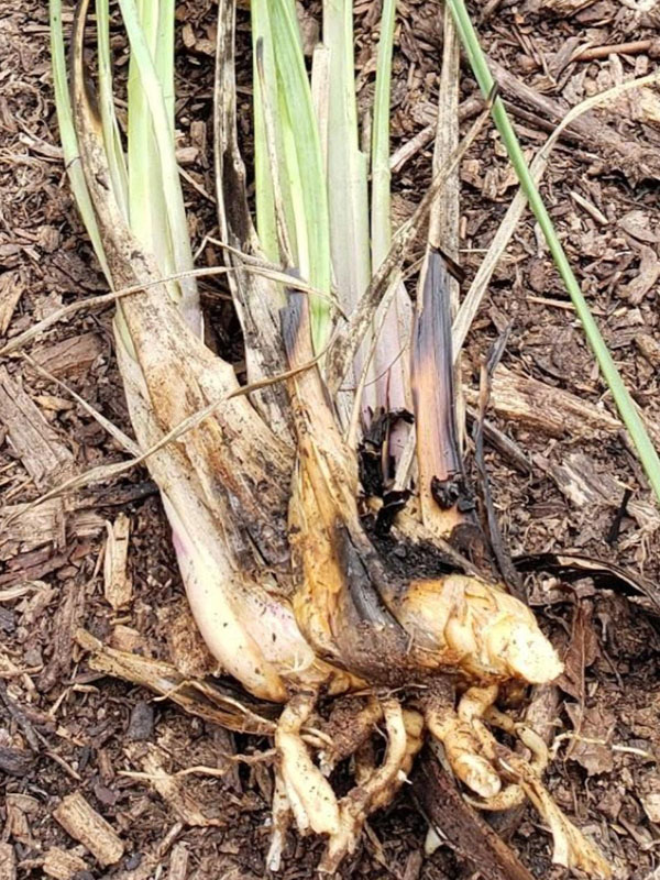 Knotty vertical rhizomes