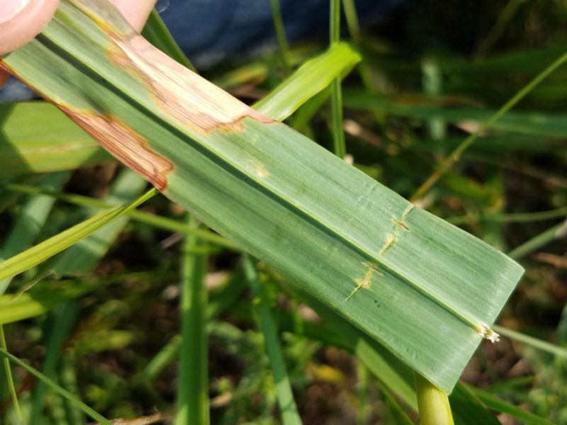 Leaves broad (.5-1.5 inches wide); mostly basal; with rough leaf edges