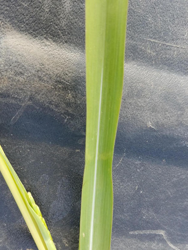 Leaves with prominent white midvein