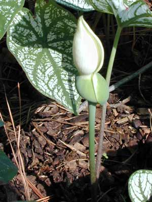 A cream colored Elephant's Ear flower starting to bloom. A cream colored Elephant's Ear flower starting to bloom.