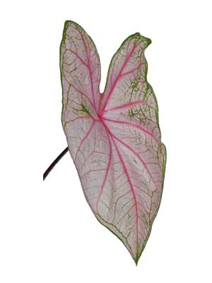 A large heart-shaped Elephant's Ear leaf with dark purple veins and a slight purple tinge. A large heart-shaped Elephant's Ear leaf with dark purple veins and a slight purple tinge.