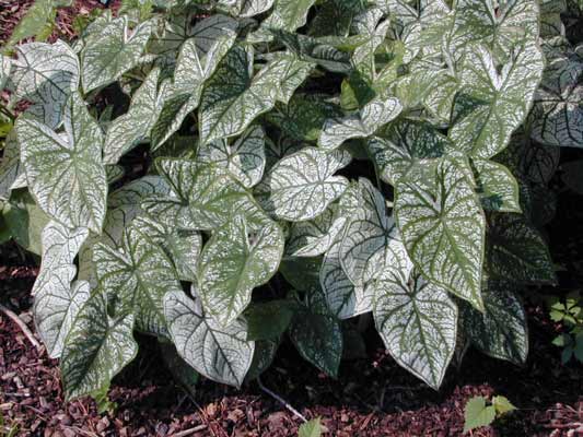 An Elephant's Ear plant with green and white heart-shaped leaves with dark green veins. An Elephant's Ear plant with green and white heart-shaped leaves with dark green veins.