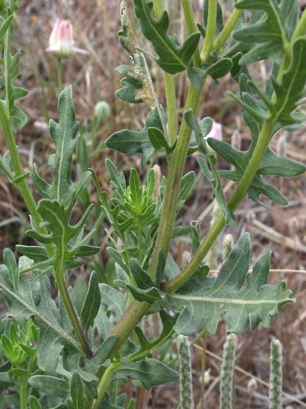 Narrow "oak-like" with smaller leaves on stem