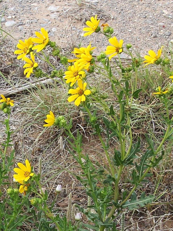 Engelmann’s Daisy | Oklahoma State University