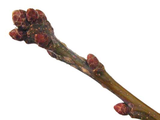A brown English Oak branch with red-brown ovate buds. A brown English Oak branch with red-brown ovate buds.