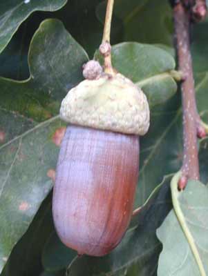 A brown English Oak acorn hanging from a branch. A brown English Oak acorn hanging from a branch.