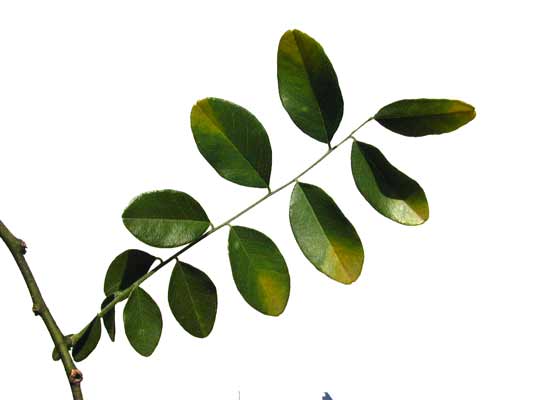 An Eve's Necklace branch with dark, lustrous green leaves on alternate sides. An Eve's Necklace branch with dark, lustrous green leaves on alternate sides.