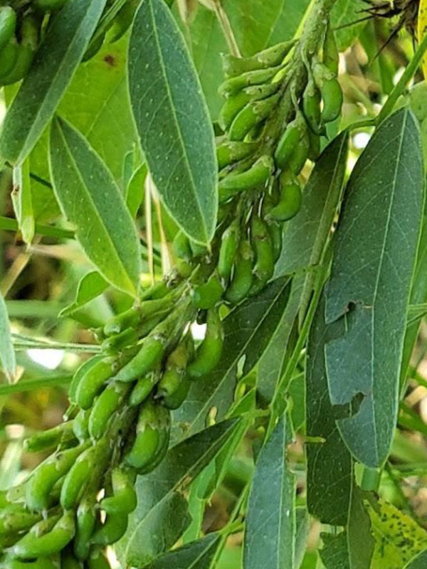 Small, curved bean pods