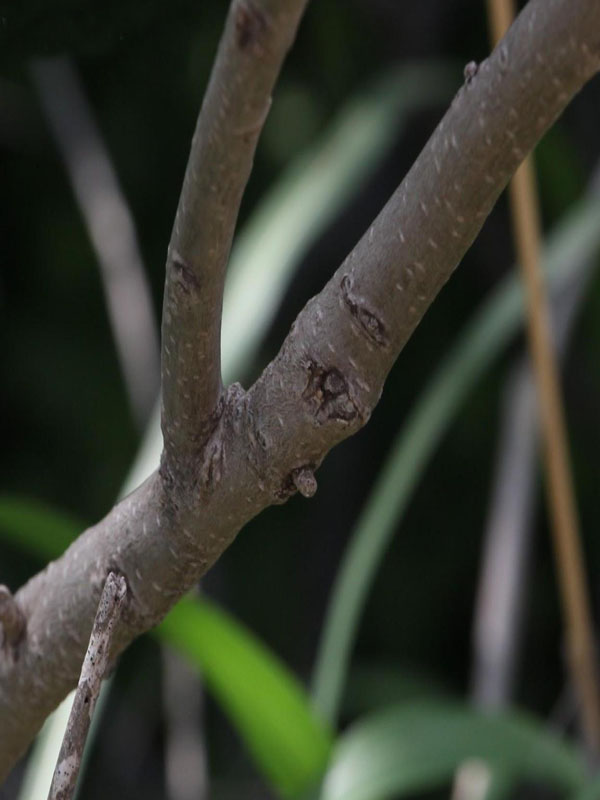Smooth, light gray bark