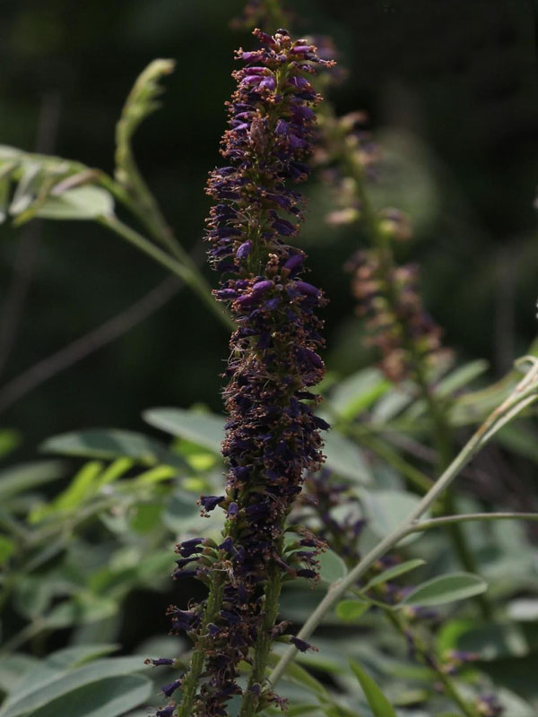 Tall columns of purple flowers