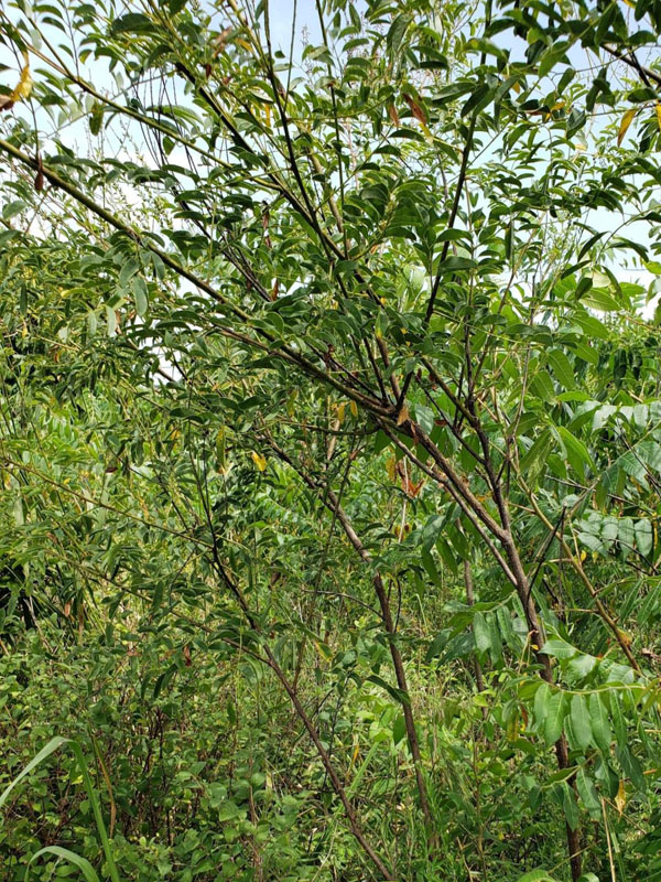 Tall, open shrub with branching in upper half