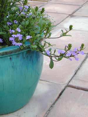 A Fan Flower plant with purple fan-shaped flowers and green leaves growing out of a blue pot on the ground. A Fan Flower plant with purple fan-shaped flowers and green leaves growing out of a blue pot on the ground.