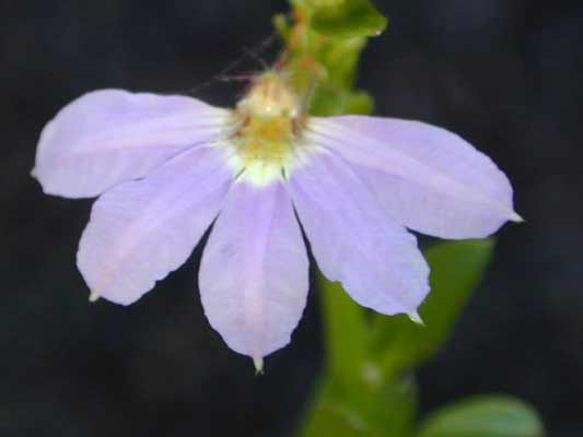 Fan-shaped purple petals with a yellow center to form a Fan Flower. Fan-shaped purple petals with a yellow center to form a Fan Flower.