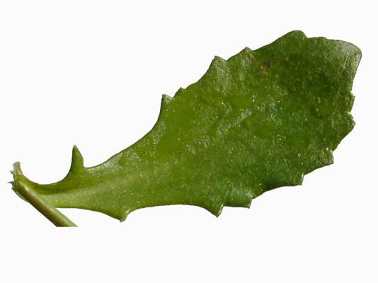 An oblong, glossy, green Fan Flower leaf with slightly toothed edges. An oblong, glossy, green Fan Flower leaf with slightly toothed edges.