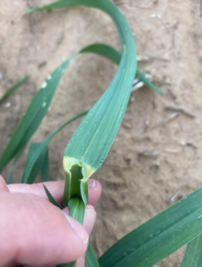 A hand holding a wide, flat blue-green leaf. A hand holding a wide, flat blue-green leaf.