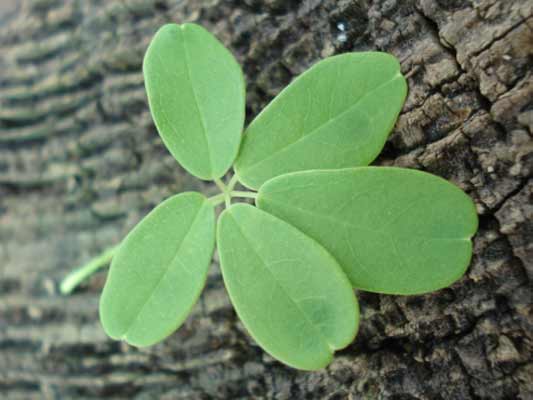 A close-up view of Five Leaf Akebia leaf with five leaflets. A close-up view of Five Leaf Akebia leaf with five leaflets.