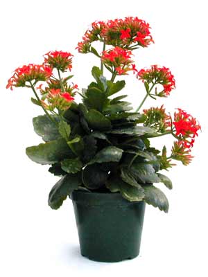 A potted Florists' Kalanchoe plant that have several red flower clusters on it. A potted Florists' Kalanchoe plant that have several red flower clusters on it.