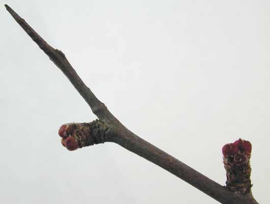 A brown Flowering Quince branch with two small red buds. A brown Flowering Quince branch with two small red buds.