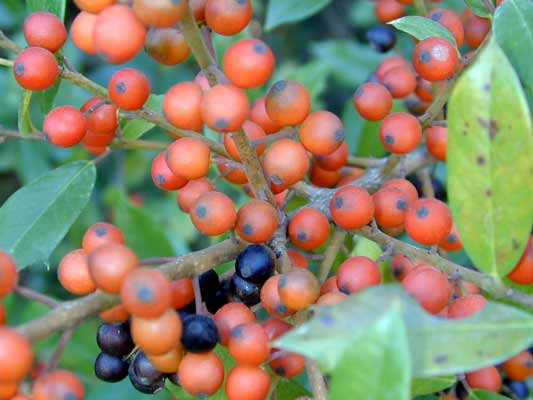 A cluster of red and purple, small, round Foster Holly berries. A cluster of red and purple, small, round Foster Holly berries.
