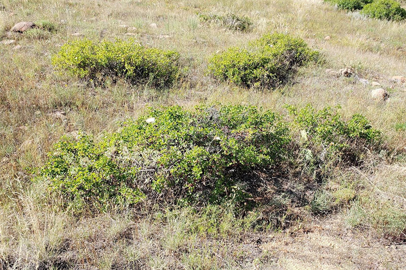 Fragrant Sumac Oklahoma State University
