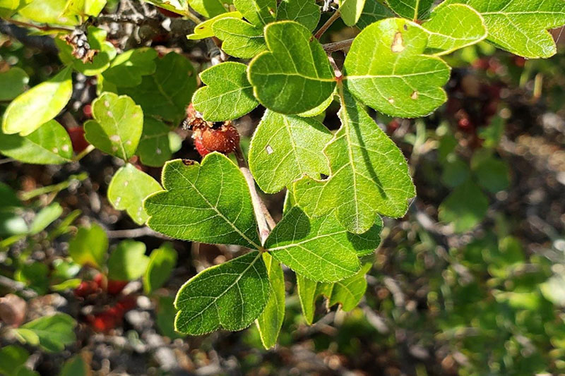 Fragrant Sumac Oklahoma State University