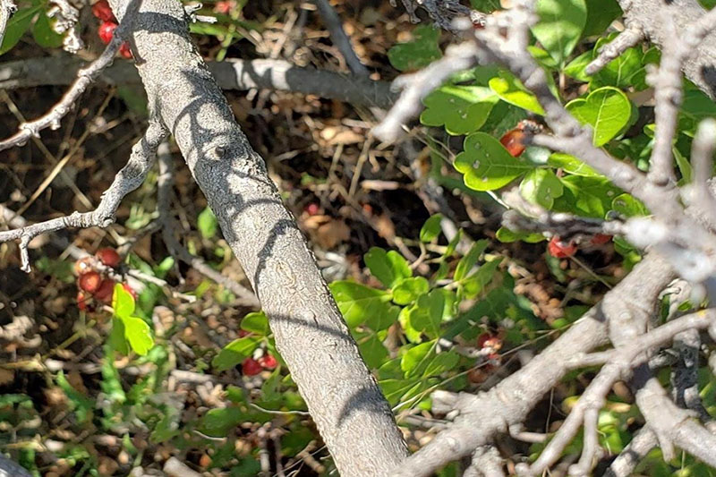 Fragrant Sumac Oklahoma State University