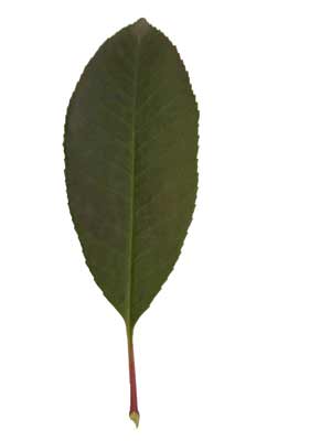 A smooth, oblong, dark green Fraser Photinia leaf. A smooth, oblong, dark green Fraser Photinia leaf.