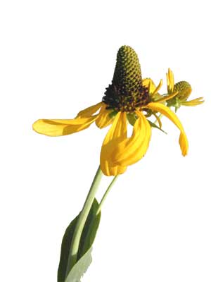 A yellow blooming Giant Coneflower. A yellow blooming Giant Coneflower.
