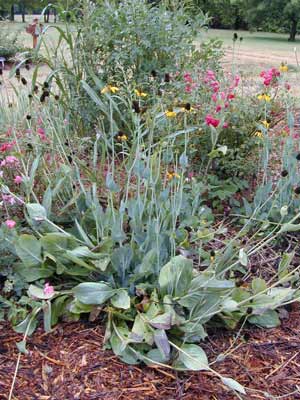 A large, blooming Giant Coneflower growing in a flowerbed. A large, blooming Giant Coneflower growing in a flowerbed.