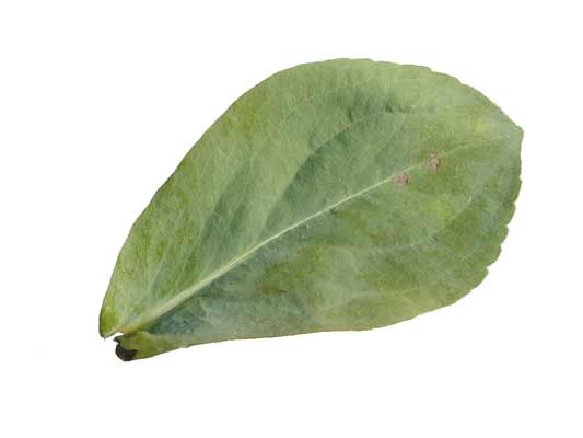 A smooth, green oval shaped Giant Coneflower leaf. A smooth, green oval shaped Giant Coneflower leaf.