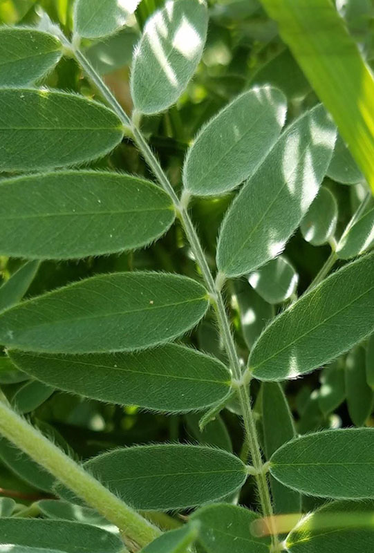 Goat's Rue | Oklahoma State University