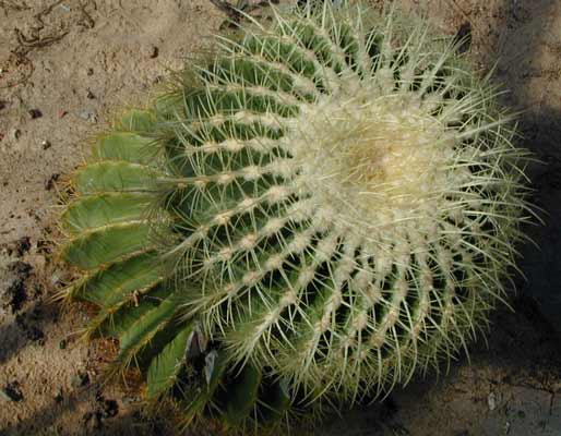 A small round Golden Barrel Cactus growing in the dirt. A small round Golden Barrel Cactus growing in the dirt.