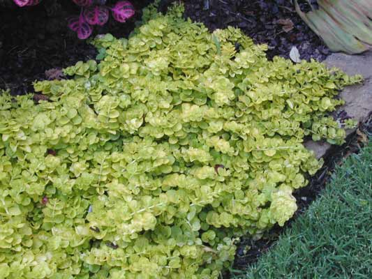 Golden Creeping Jenny | Oklahoma State University