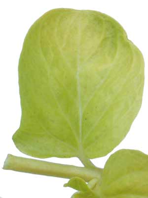 A light green, round Golden Creeping Jenny leaf. A light green, round Golden Creeping Jenny leaf.