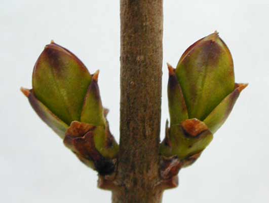 A Golden Vicary Privet branch with two small, green buds on it. A Golden Vicary Privet branch with two small, green buds on it.
