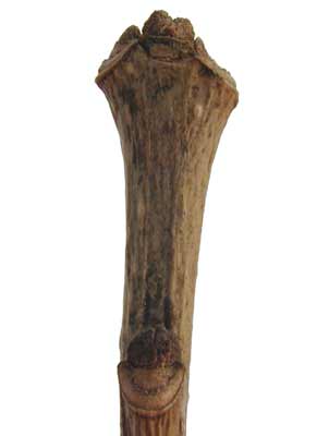 A brown Green Ash branch with small buds at the end. A brown Green Ash branch with small buds at the end.