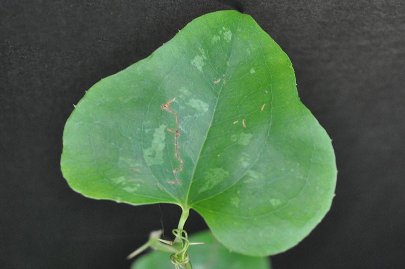 Triangular leaves with net-like veins